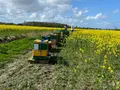 De Tannenhusener Immen in Aurich